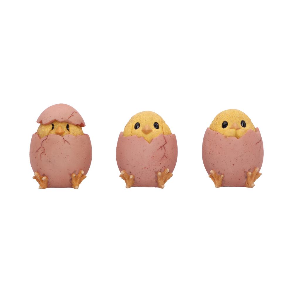 Three Wise Chicks