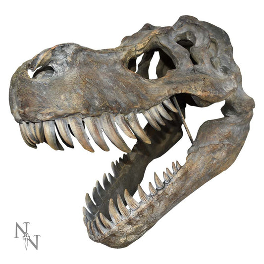 Tyrannosaurus Rex Skull Large Bstrap
