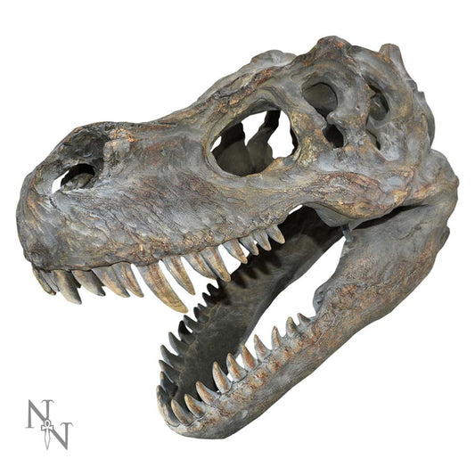 Tyrannosaurus Rex Skull Small Bstrap