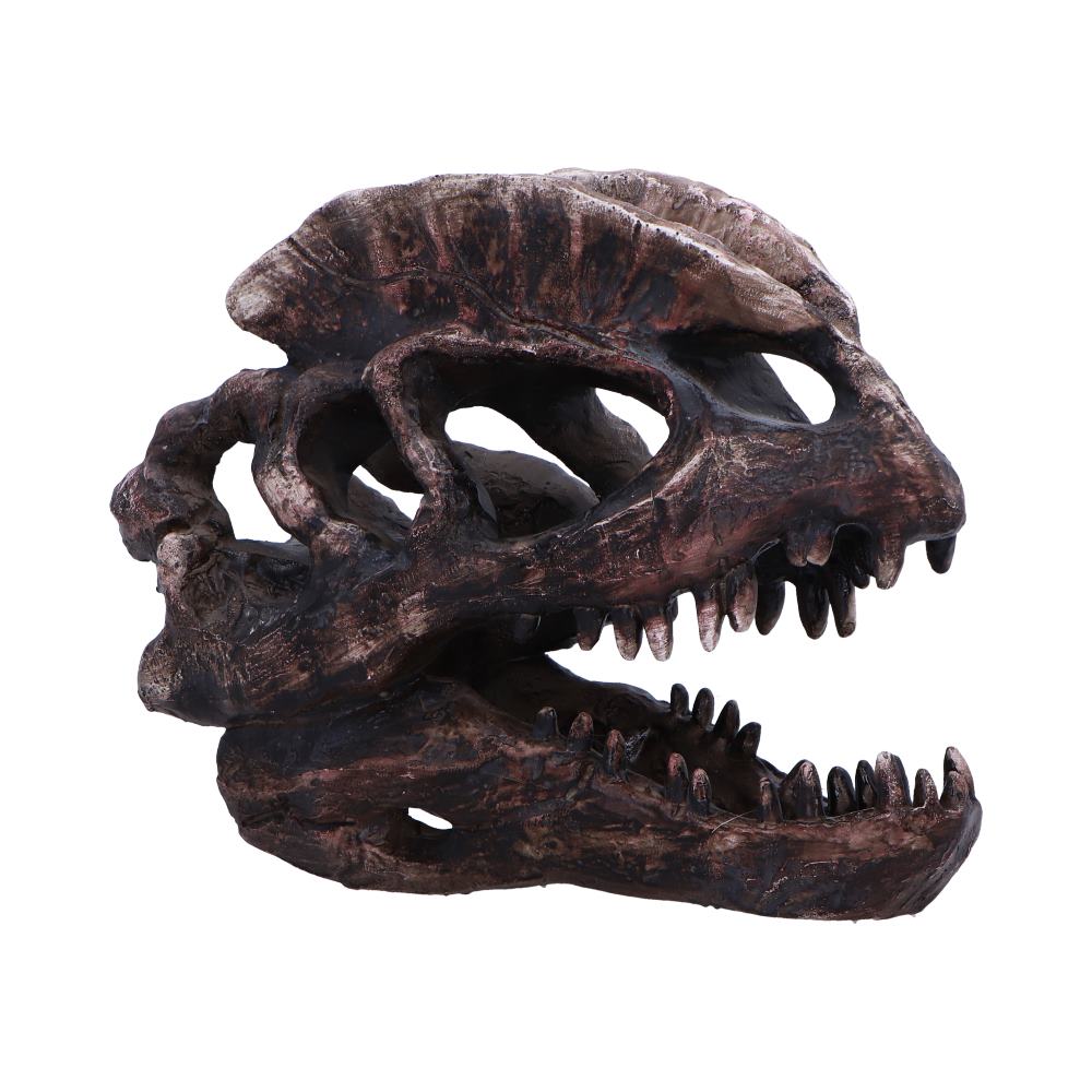 Dilophosaurus Skull