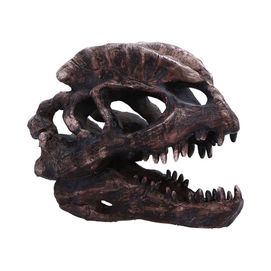 Dilophosaurus Skull