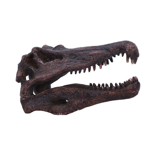 Spinosaurus Skull