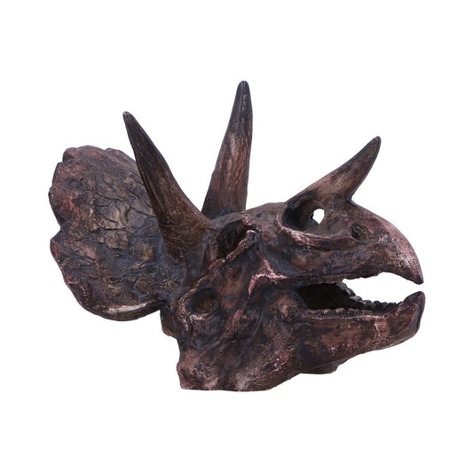 Triceratops Skull
