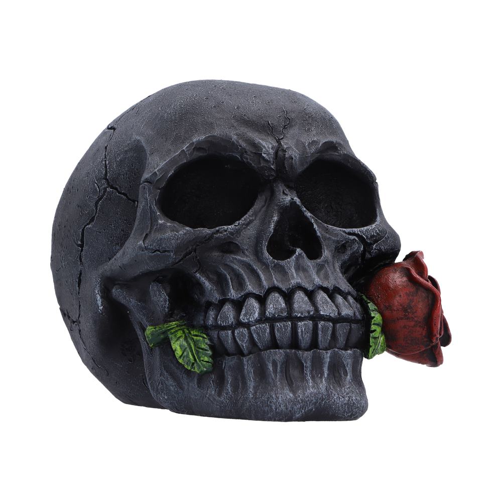 The Last Rose Pack Of